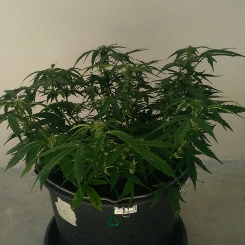 LSD growlog timeline photo