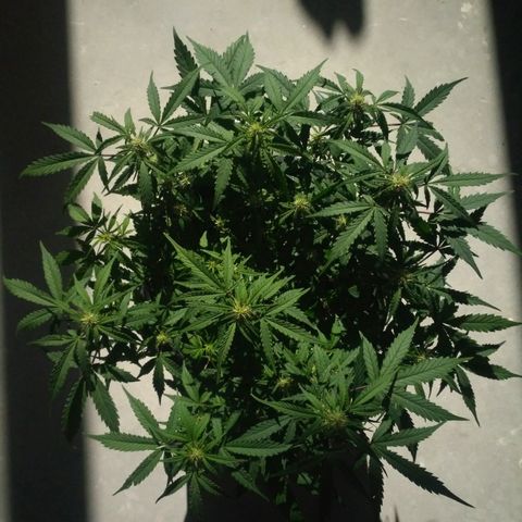 LSD growlog timeline photo