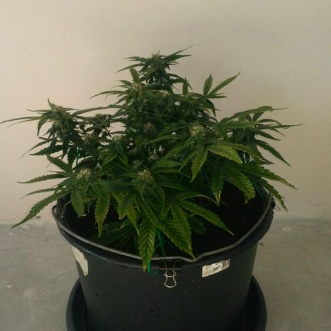 Satori growlog timeline photo