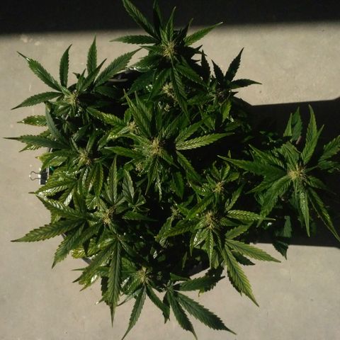 Satori growlog timeline photo