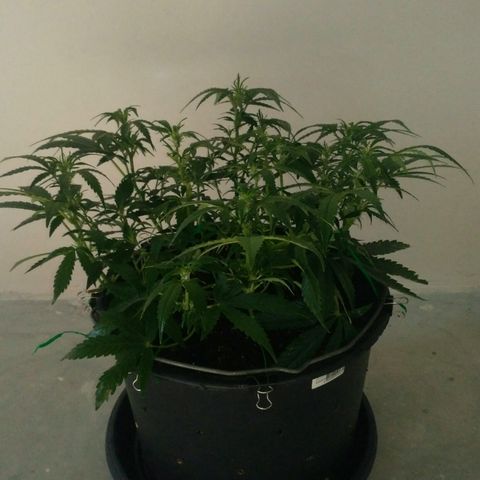 AK 47 Auto growlog timeline photo
