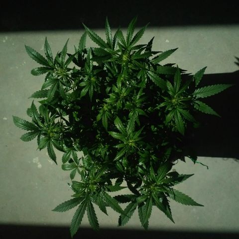 AK 47 Auto growlog timeline photo