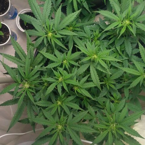 AK 47 Auto growlog timeline photo