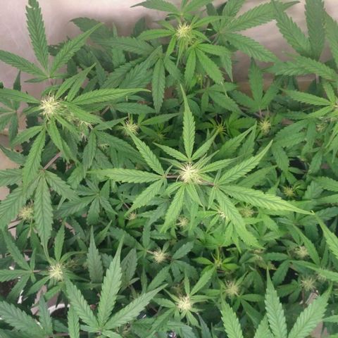 LSD growlog timeline photo