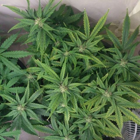 Satori growlog timeline photo