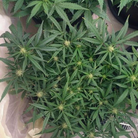 Tutankhamon growlog timeline photo