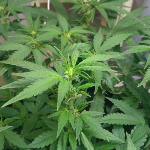 AK 47 Auto growlog timeline photo