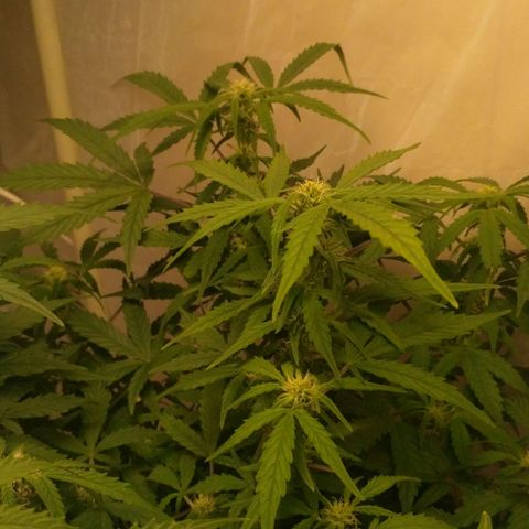 LSD growlog timeline photo