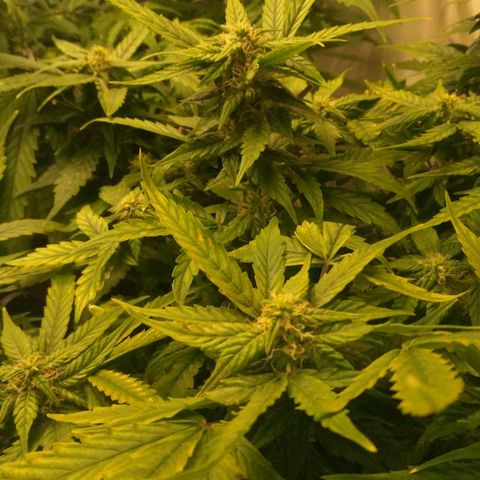Satori growlog timeline photo