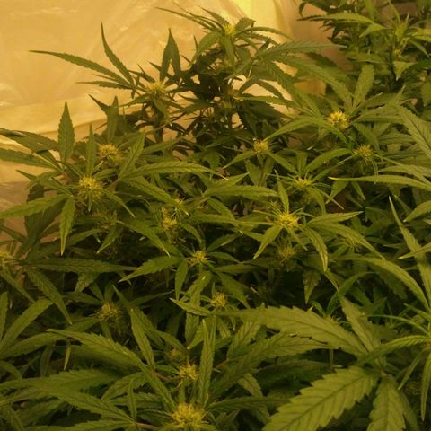 Tutankhamon growlog timeline photo