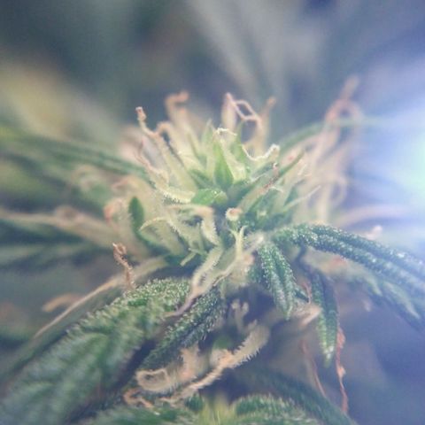 Tutankhamon growlog timeline photo