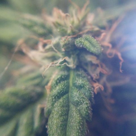 Satori growlog timeline photo