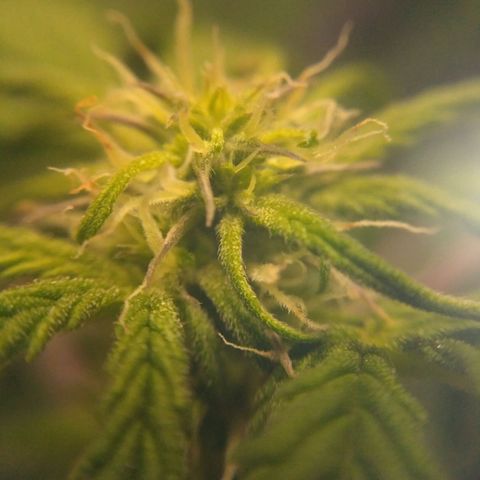 LSD growlog timeline photo
