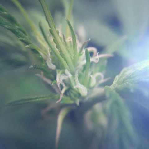 AK 47 Auto growlog timeline photo