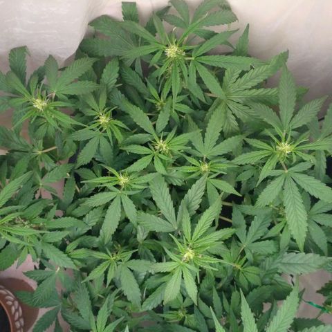 AK 47 Auto growlog timeline photo