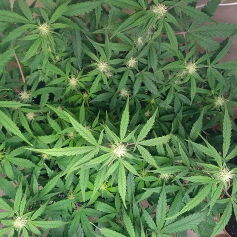LSD growlog timeline photo