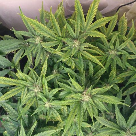 Satori growlog timeline photo