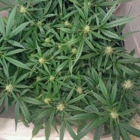 Tutankhamon growlog timeline photo