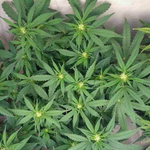 AK 47 Auto growlog timeline photo