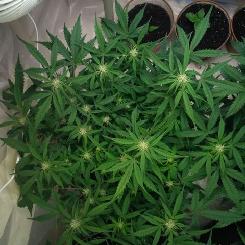 LSD growlog timeline photo