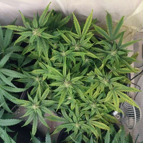 Satori growlog timeline photo
