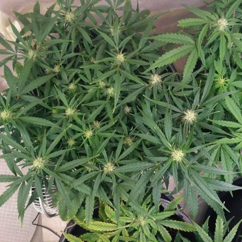 Tutankhamon growlog timeline photo