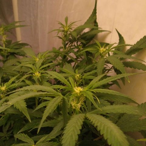 AK 47 Auto growlog timeline photo