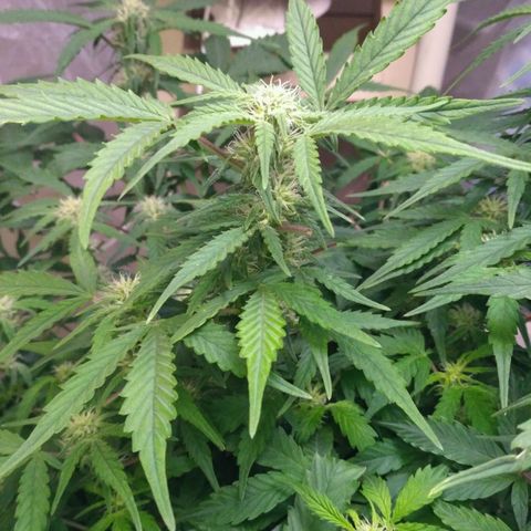 LSD growlog timeline photo