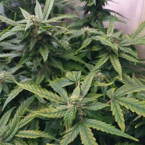 Satori growlog timeline photo