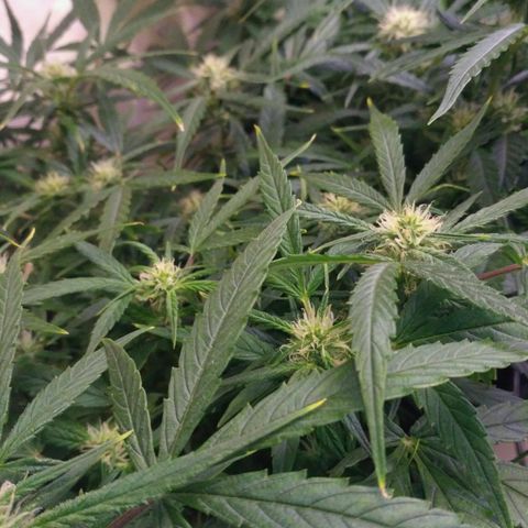 Tutankhamon growlog timeline photo