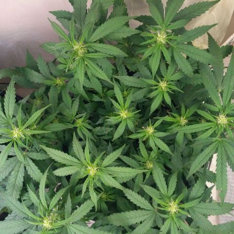 AK 47 Auto growlog timeline photo