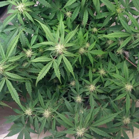LSD growlog timeline photo