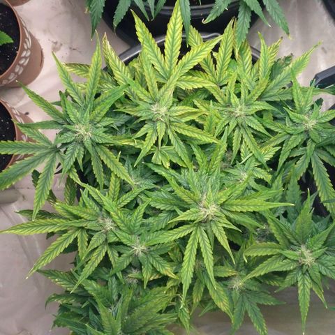 Satori growlog timeline photo