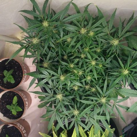 Tutankhamon growlog timeline photo