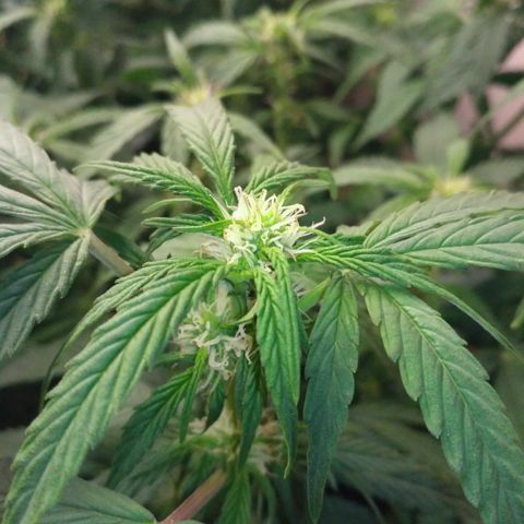 AK 47 Auto growlog timeline photo