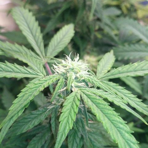 LSD growlog timeline photo