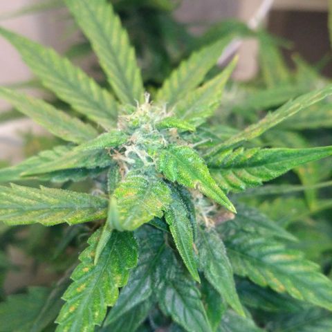 Satori growlog timeline photo
