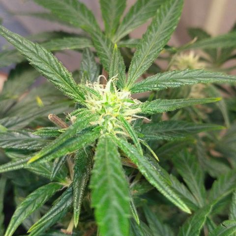 Tutankhamon growlog timeline photo
