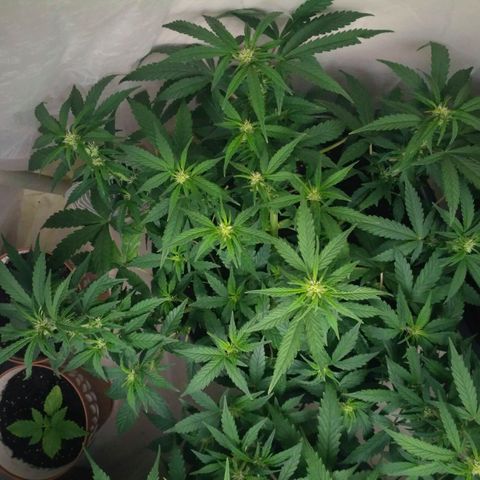 AK 47 Auto growlog timeline photo