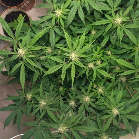 LSD growlog timeline photo