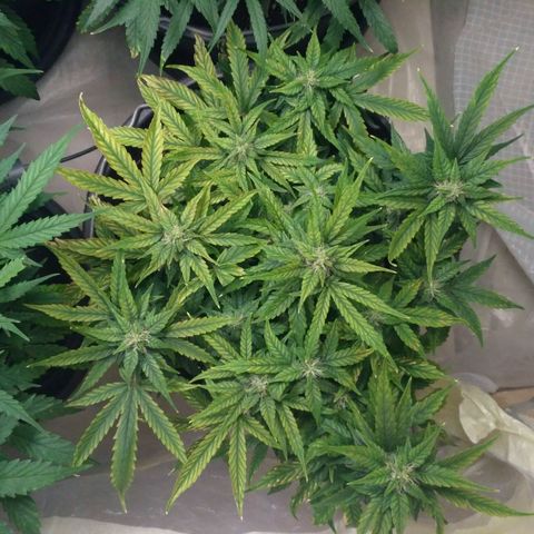 Satori growlog timeline photo