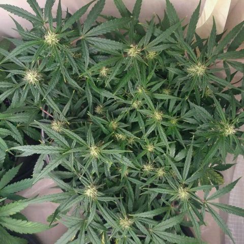 Tutankhamon growlog timeline photo