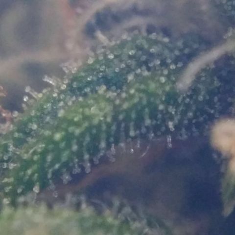 Satori growlog timeline photo