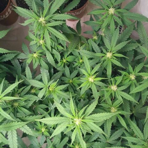 AK 47 Auto growlog timeline photo