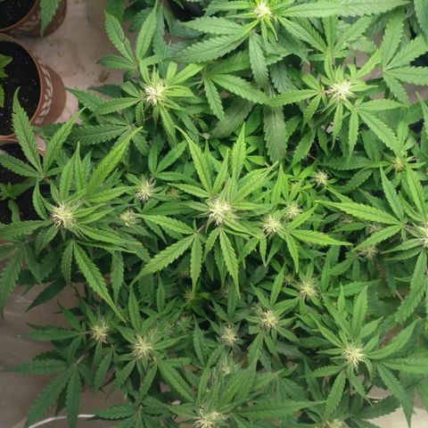 LSD growlog timeline photo