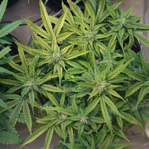 Satori growlog timeline photo