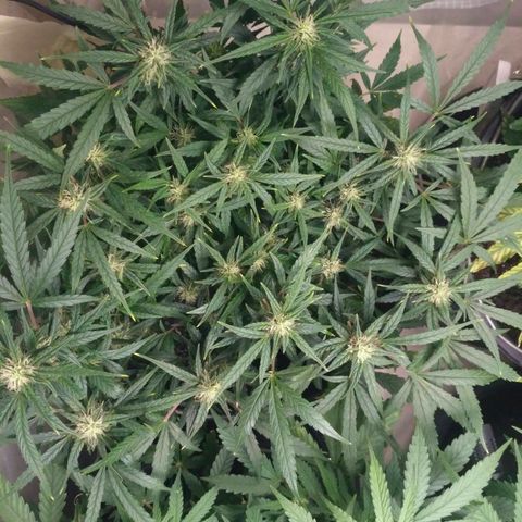 Tutankhamon growlog timeline photo