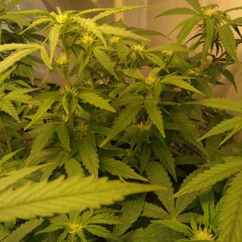AK 47 Auto growlog timeline photo
