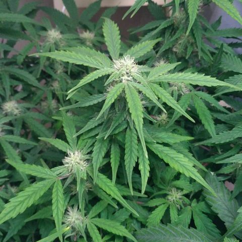 LSD growlog timeline photo