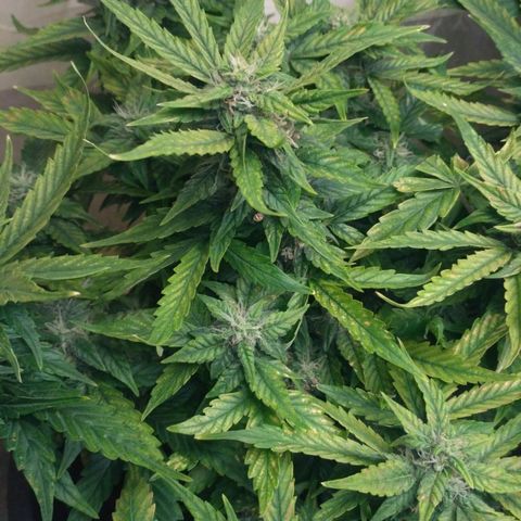 Satori growlog timeline photo